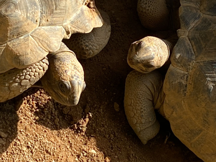 Die Chalet Schildkröten